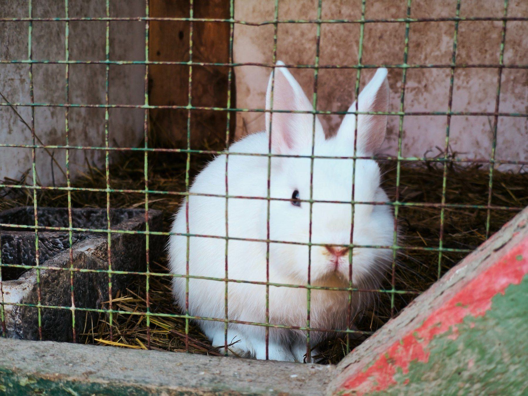 Biely králik zo školského kútika pozerá smerom k fotoaparátu