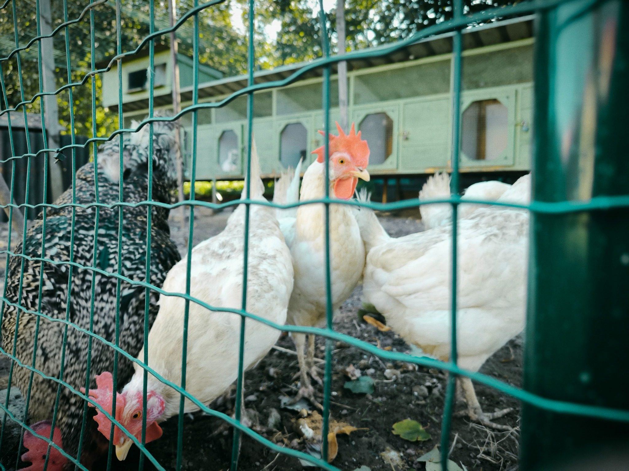 Kury pri pletive a zázemie školského výbehu